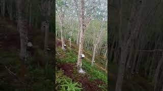 Download lagu Karet Malaysia mp3 Download lagu Karet Malaysia mp3