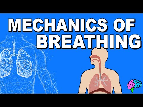 Mechanics of Breathing EXPLAINED!