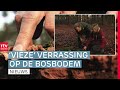 Paddenstoelen in hartje winter? | ROEG! | RTV Drenthe