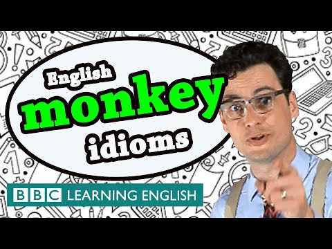 Monkey Idioms - BBC Learning English