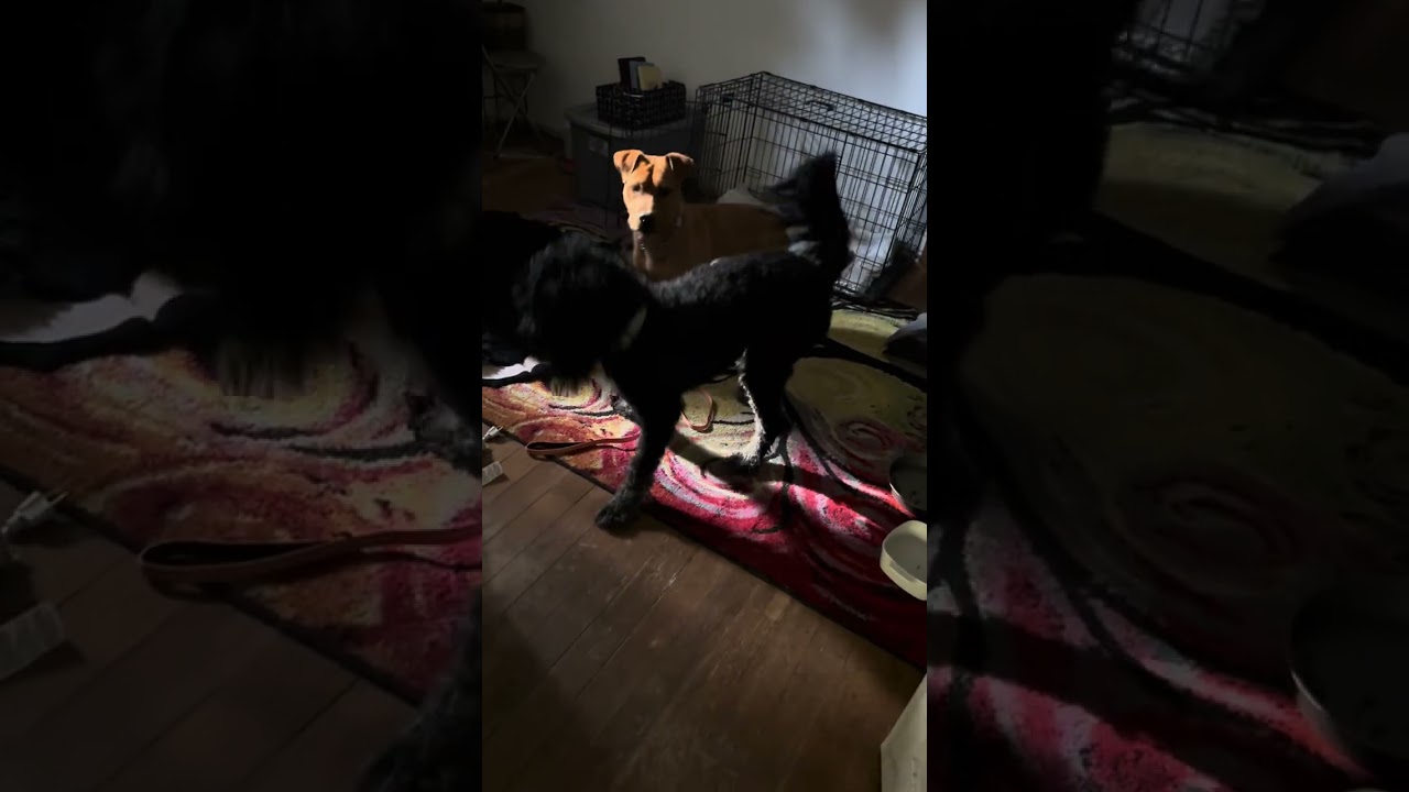 Nero, a ADOPTABLE mixed breed in Forest Falls, CA video 1/6