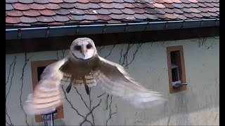 Flight of a young owl during the day