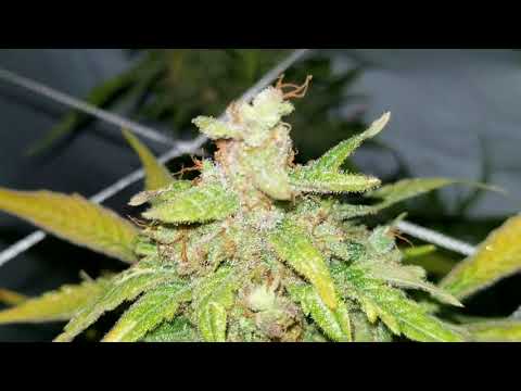 download lagu mp3 mp4 King Kong Bud, download lagu King Kong Bud gratis, unduh video klip King Kong Bud