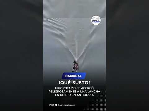 HIPOPÓTAMO SE ACERCÓ PELIGROSAMENTE A UNA LANCHA EN UN RÍO EN ANTIOQUIA
