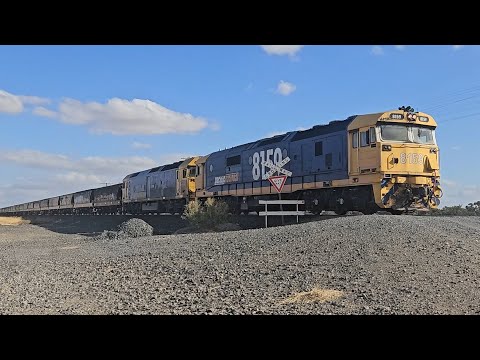 7731V PN down empty grainy (8159 G540, 40H), Geelong to Murtoa, 1755, 1/2/26, Murtoa South VIC 