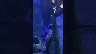 🇬🇧 Travelogue- time to take a break #bristol #aquarium #uk #octopus