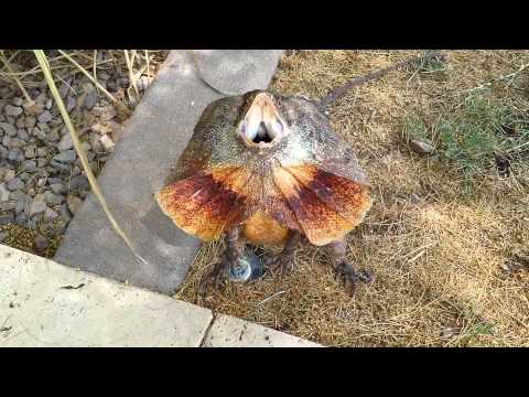 Quand tu te fais attaquer par un dragon d'Australie !