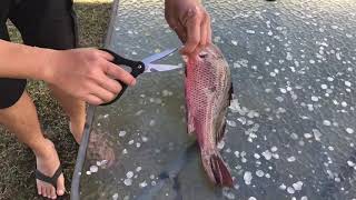 The best fish scale remover. 最速!ウロコ取り