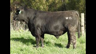 lot 24