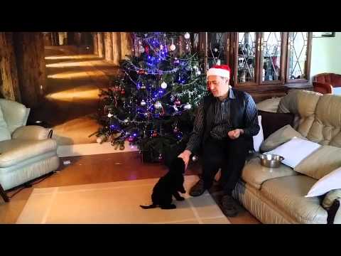 Dimadogs - Handfeeding Barney the Labradoodle