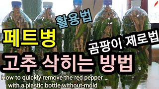 풋고추 페트병으로 세균없이 빨리 삭히는 방법 How to quickly remove the red peppe…