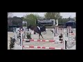 cheval gros potentiel