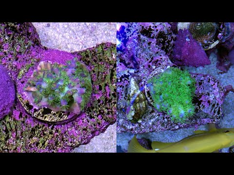 Radion XR15 Gen 5 Blue - 6 month review