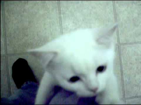 HPIM07491 - Zoellie's Kittens - Anjali and Sunil