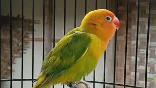 Download lagu MASTERAN PANCINGAN BALIBU PAUD LOVEBIRD KONSLET mp3