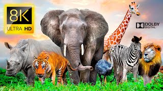 EARTH’S SECRET KINGDOMS 8K HDR 120FPS Dolby Vision (4K Video ULTRA HD)