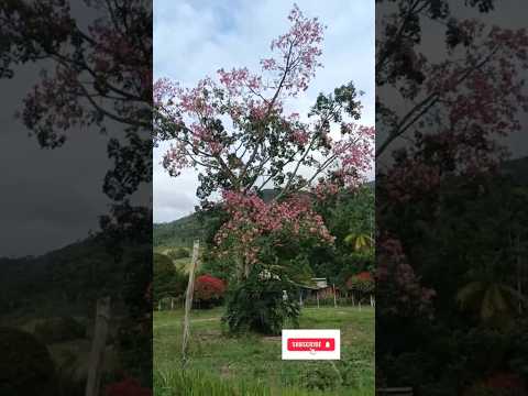 Caminhadas na Natureza com o @sescsantacatarina, Alto Cutias, Lontras -SC