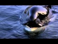 Michael Jackson - Will You Be There (Free Willy)
