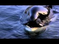 Michael Jackson - Will You Be There (Free Willy ...