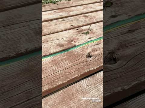slow motion take off, Green Darner #slowed #2025 #takeoff #green #darner #dragonfly #slowmotion