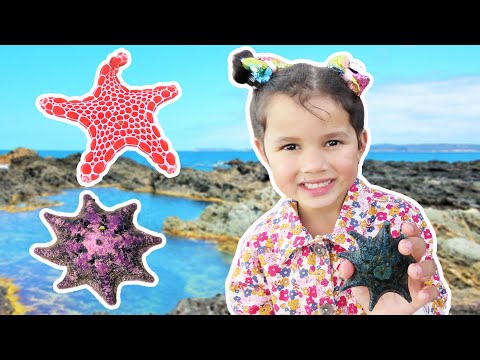 Zoe Finding Beautiful Starfish In Rock Pools In Australian Tide Pool Kids Outdoor Beach Fun Sea Star