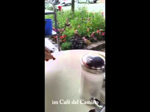 Schnorrer Vögel im Camino :-)