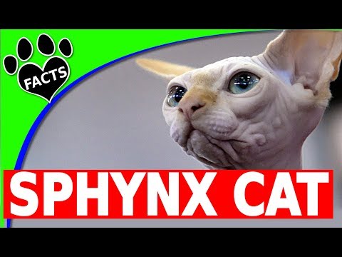 Cats 101: Sphynx Cats Fun Facts and Information - Animal Facts