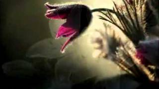 Jeff Buckley   We all fall in love sometimes