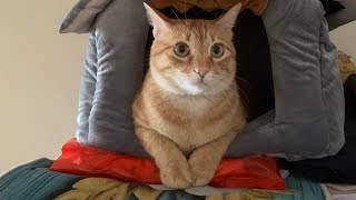 Mèo sợ chuột là có thật 😝😂