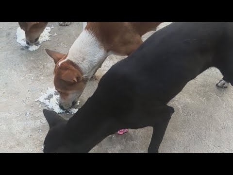 Mamata blog  #dogs #cat #catvideo