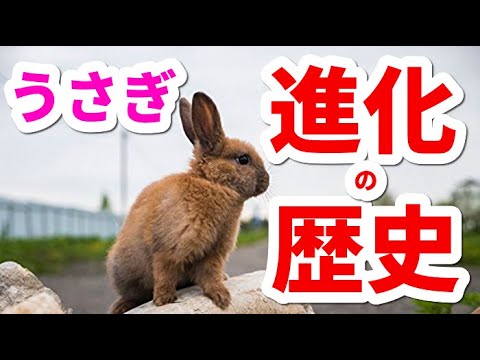 ウサギの解剖学