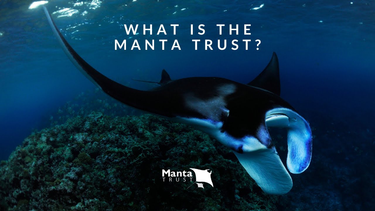 Manta Trust Introduction Video facade placeholder