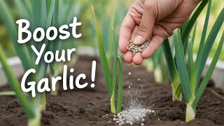 GARDENING Tasks To Do NOW Including Side Dressing Your GARLIC