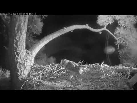 Great Horned Owls Have A Hoot During Prey Delivery In Savannah, Georgia – Sept. 18, 2020