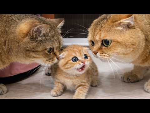 The First Meeting of a Dad Cat and Kitten Didn’t Go as Expected
