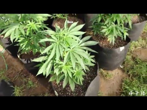 How to grow "Mendo Dope" - 2016 (Update 2)