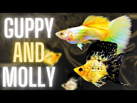 Guppy Fish Care - Can Guppy Fish and Molly Fish Live Together ?