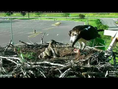 6/22/18 Hellgate Osprey Cam