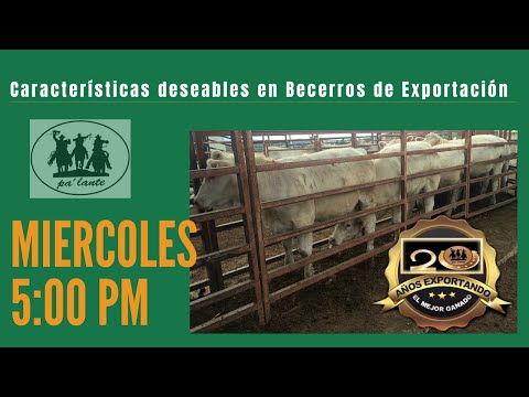 , title : 'Características deseables en Becerros de Exportación'