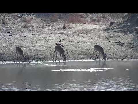 Djuma: Impalas drinking at the dam - 08:02 - 09/19/21