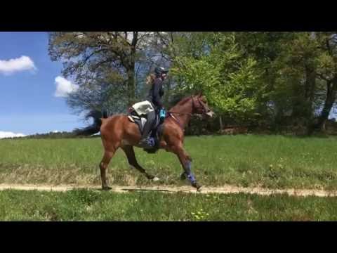 Auf der kleinen Kabardinerdistanz - Andy & Sati