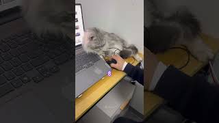 Download lagu #cat #adorably #cuteanimal #catcute #cute #cutecat #funny #cutepet #kitten mp3