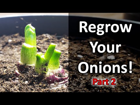 How To Grow An Onion From An Onion Bottom 2019