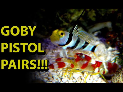 Goby & Pistol Shrimp Pair \\ One Of The Coolest Symbiotic Relationships In The Salt Water Hobby