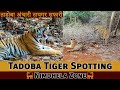 Tadoba Tiger Safari 3 Tigers Together At Nimdhela Gate