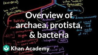 Overview of Archaea, Protista, and Bacteria | Cells | MCAT | Khan Academy