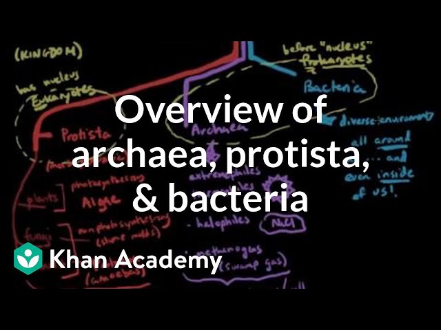 Видео Произношение Protista в Английский