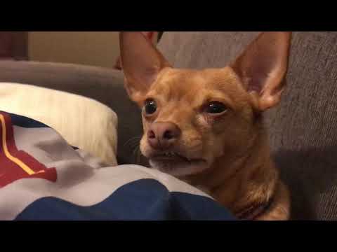 Sleepy Time for Little Desi Time.