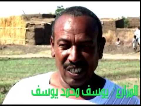 قصة نجاح.. المزرع المتفوق فى الانتاج: يوسف محمد يوسف مشروع الجزيرة السودان