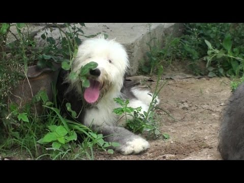 Olde English Sheepdog Tails Vol XI The Sheepdog Coalition